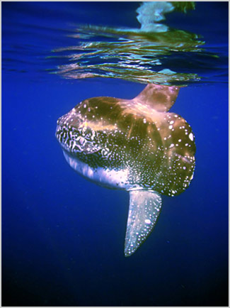Alor Sunfish - Klik menjadi BESAR