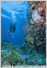An Alor wall dive - Click to ENLARGE