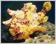 Clown Frogfish - Click to ENLARGE