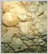 Fossilized Shells - Click to ENLARGE