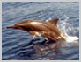 Alor Dolphin playing - Click to ENLARGE