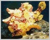 Clown frogfish posing for photograph - Click to ENLARGE