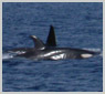 Schooling Orcas - Click to ENLARGE