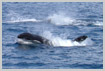 Alor Orca - Click to ENLARGE