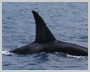 Alor Orca  - Click to ENLARGE