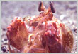Mantis Shrimp - Klik menjadi BESAR