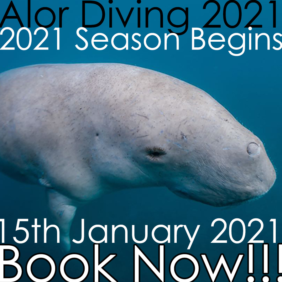 Alor Diving with Donovan, Alor island, scuba, diving, donovan whitford, packages, trips, holiday, NTT, Indonesia, Nusa Tenggara Timur, East Nusa Tenggara, 2019